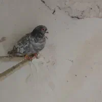 کبوتر|پرنده|نیشابور, چمبران|دیوار