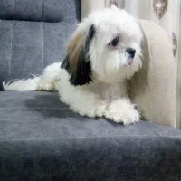 واگذاری سگ شیتزو فلت