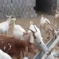 فروش بز|حیوانات مزرعه|بندر کنگان, |دیوار