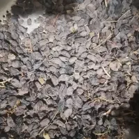 آفتابی بوانات