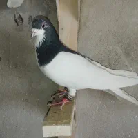 شهری خوب|پرنده|شیراز, شهرک بهار|دیوار