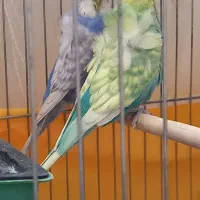 دو جفت مرغ عشق پروانه ای مولد رنگین کمانی