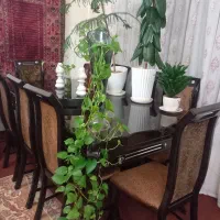 میزناهارخوری|میز و صندلی غذاخوری|آبیک, |دیوار