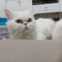 گربه|گربه|مشهد, هفت تیر (آب و برق)|دیوار