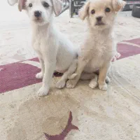 دوتوله حناوبرفی