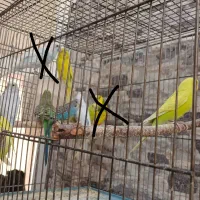 مرغ‌عشق. بافق