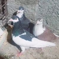 کفترهای ارزان