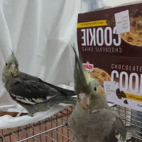 عروس هلندی دختر و پسر ۴ ماهه خونگی سالم