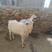 تکه سانن|حیوانات مزرعه|طاغنکوه, |دیوار