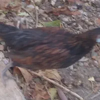 ۱۴عدد تخم مرغ نطفه دار گلین و ۴تا طاقچه|حیوانات مزرعه|مشهد, نوید|دیوار