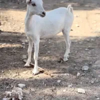 بز از بندر|حیوانات مزرعه|اردستان, |دیوار