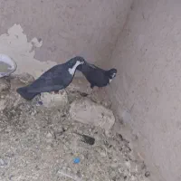 کبوتر|پرنده|تربت‌حیدریه, طالقانی|دیوار