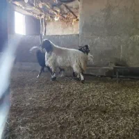 سلام فروش یک عدد قوچ جوان