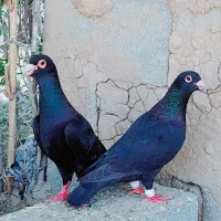کبوترجوجه زاغ وسار اغون