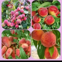 فروش نهال های با کیفیت و اصلاح شده|خدمات باغبانی و درختکاری|کرمانشاه, |دیوار