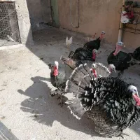 بقلم جوان سالم|حیوانات مزرعه|هرسین, |دیوار