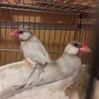 فنچ نرگسی نر سیلور