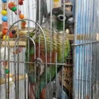 گرینچیک سخنگو