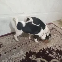 سگ پاکوتاه خیلی ریز و کوچلو