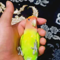 طوطی برزیلی دستی دستی مخصوص دخترا خانوم ها 5ماه شه