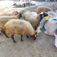 گوسفند|حیوانات مزرعه|ارشق, |دیوار