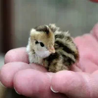 حراج جوجه بلدرچین  فقط ۱۸ هزارتومان