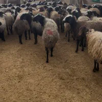 میش آبستن ناب نژاد شال