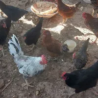 مرغ و خروس|حیوانات مزرعه|دوگنبدان, |دیوار