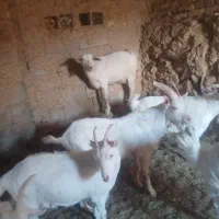 بزسانن شیرمو