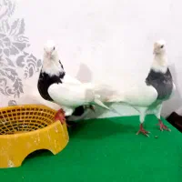 طوقی