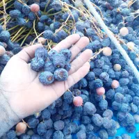 فروش انواع خرما|خوردنی و آشامیدنی|حمیدیا, |دیوار