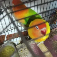 طوطی برزیلی نژاد انگلیسی|پرنده|بندر ماهشهر, |دیوار