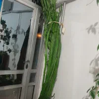 گل فروشیی
