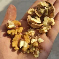 گردو تازه سامان بدون خرابی وپوک