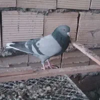 فروش ده تا کبوتر