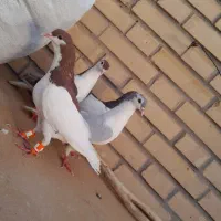 چارتا جوانه ساده.تکی و باهم
