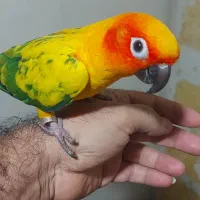 طوطی خورشیدی (سان کانور)|پرنده|تهران, شهرآرا|دیوار