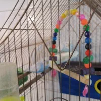 مرغ عشق جفت دستی