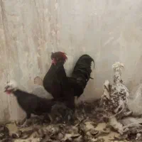 دو عددمرغ تخم کن ویک عدد خروس لهستانی|حیوانات مزرعه|قزوین, |دیوار