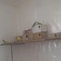 عروس هلندی و مرغ عشق