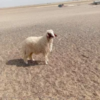 بره قوچ سنجابی اصل|حیوانات مزرعه|کوزران, |دیوار