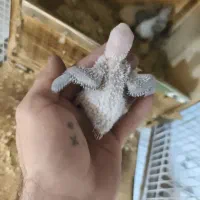 گرین چیک در خرامه|پرنده|خرامه, |دیوار