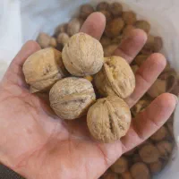 کاغذی پوست نازک|عمدهفروشی|نهاوند, |دیوار