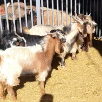 تعدادی چپش یا بزغاله