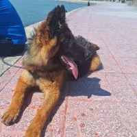 سگ ژرمن|سگ|بوشهر, |دیوار