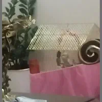 عروس هلندی گم شده