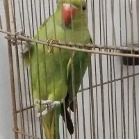 جوجه طوطی