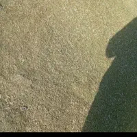 خار