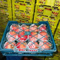 انار صادراتی درجه ۱ و درجه ۲