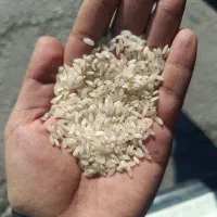 برنج کامفیروزی درجه یک